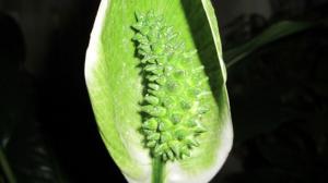 Zakaj Spathiphyllum (ženska sreča), zelene rože. Ukvarjamo se s težavami skupaj