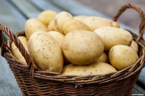 Kako in kje ne more shraniti krompir