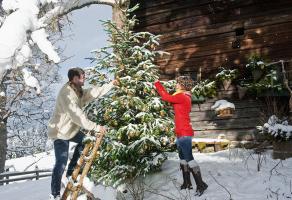 Kako izbrati božično drevo v loncu, tako da po zasaditvi na mestu