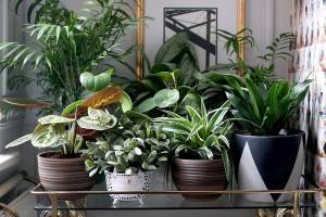 6 eleganten in izviren način, da okrasite svoje hišne rastline