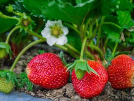 5 preprostih pravil o skrbi za jagode na vrtu v juliju in avgustu v naslednjem letu je bil velik pridelek