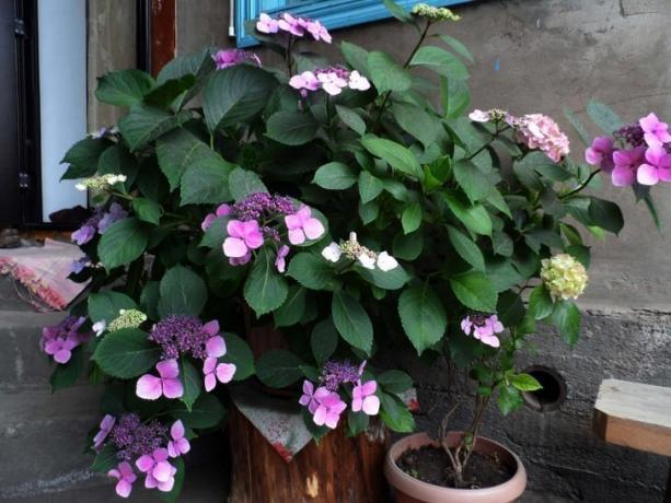 Nazobljenimi hortenzije veranda. Ilustracije za članek vzet iz interneta
