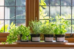 Kaj lahko rastejo zelenjave in zelišč na balkonu stanovanja
