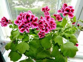 Ne cveti Pelargonium Royal? Popravljanje situacijo, v sodelovanju