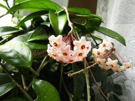 Lončkih cvetje, znan kot muzhegony. so destilirana moške?