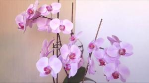 5 napakah v nego Phalaenopsis orhideje