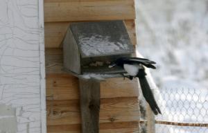 Bird življenje v naselju v zimskem času
