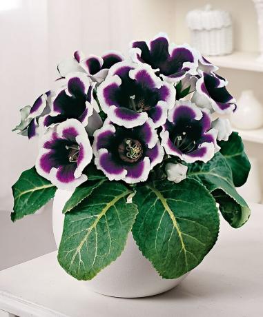 gloxinia Kaiser