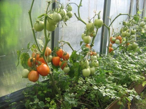 Zorenje paradižniki v rastlinjaku je mogoče pospešiti! (Mojateplica.ru)