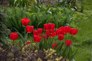 4. Svet za velikodušno cvetenja tulipani na vrtu