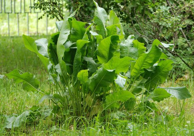 Kako se znebiti hrena, ali daylilies? | Vrtnarstvo & Vrtnarstvo