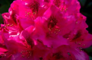 Rododendronov. Nega in kmetijske tehnike
