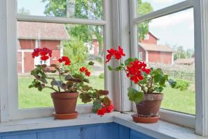Za boljšo okno postaviti geranije, orhideje, vijolice in Spathiphyllum