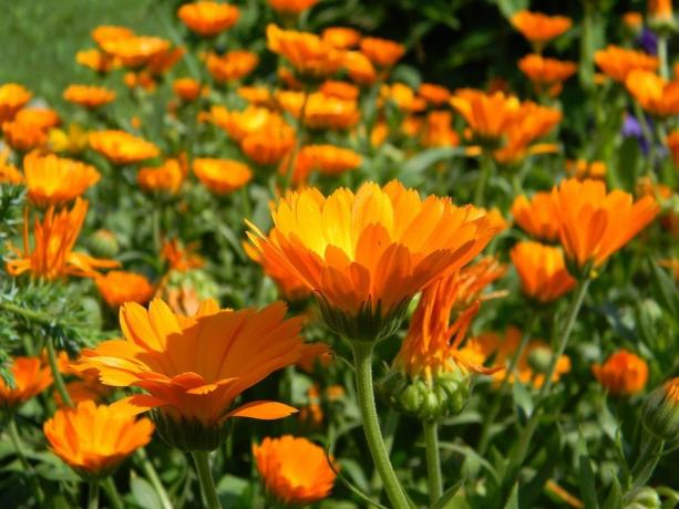 Marigold semena kalijo zelo dobro, in rastline same - so hitro narašča in oblika brsti!