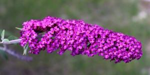Buddleja - okrasne grm, ki spominja lila