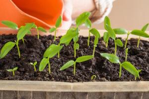 Kako rastejo sadike paprike brez kramp. Za leni, kot sem