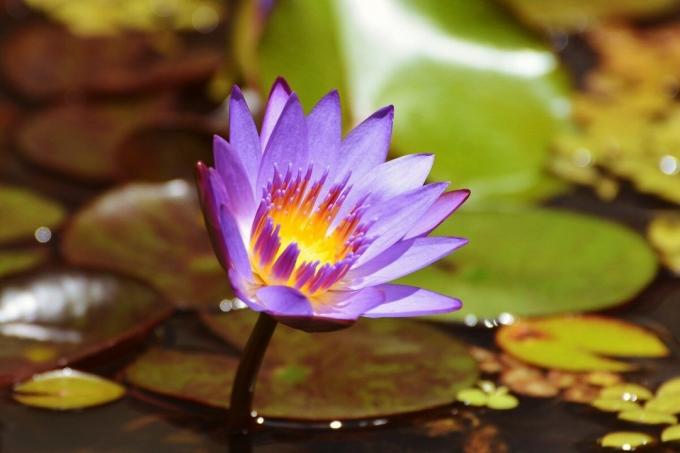 Modri ​​lotus - prepovedano lepota | ZikZak