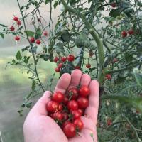 Cherry Zakaj bi premisliti, preden paradižnik zasaditve? letenje v mazilo
