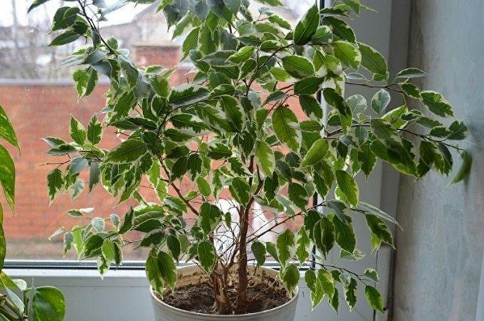 Ficus benjamina je gledal z majhno okno v zimsko pokrajino skozi okno. Foto: houser.su