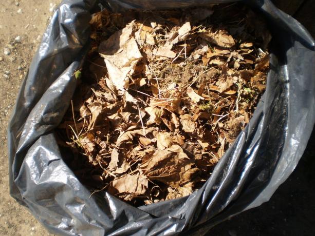 Leaf leglo v smeti vrečko za kompostiranje