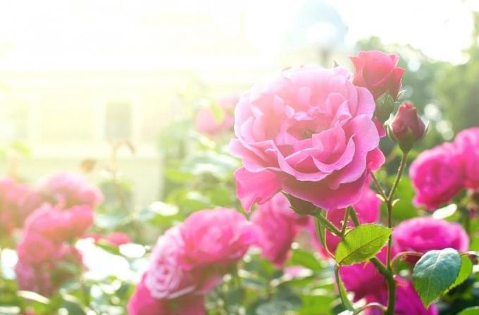 Blooming rose. Fotografije v članku - vzete iz interneta.