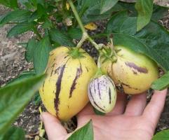 Pepino, da sadja in kako rastejo v državi.