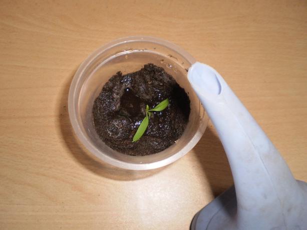 Zemljišče v skodelico lahko obogatenih z rastjo rastlin.