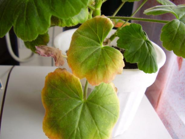 Geranium - samo ne houseplant, ki ima rad suh zrak