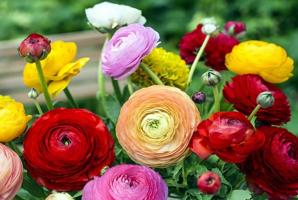 Nepretenciozno eustomy kandidat za vrt: Flowers hote in nego lažje