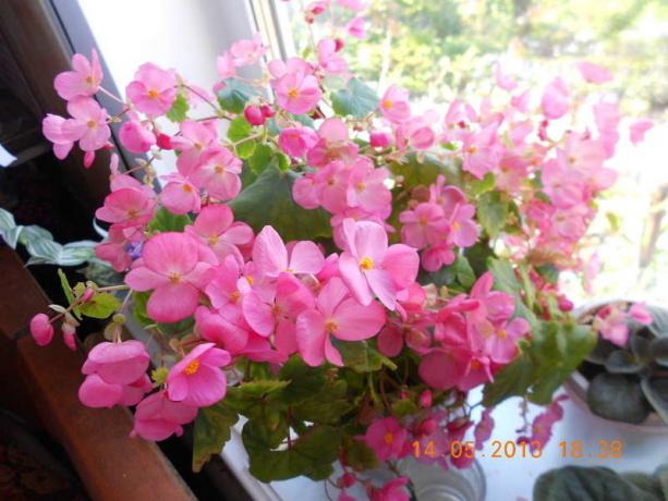 Begonia vechnotsvetuschaya na okensko polico (slika vzeta iz interneta)