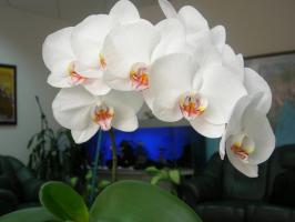 Phalaenopsis bo cvetijo krasno: lonec in zemljo
