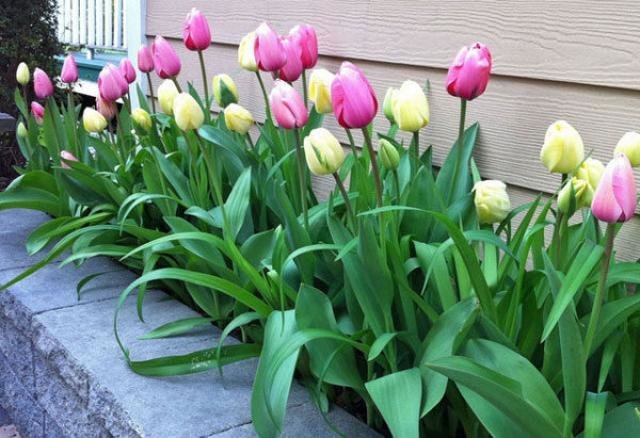 Na vprašanje "Kdaj je bolje, da rastlinske tulipani« sem samozavestno rečem - padec!