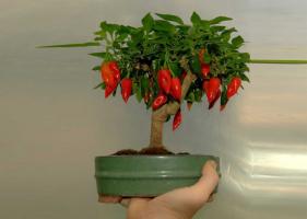 Kako rastejo na okensko polico dolgo vroče paprike
