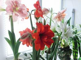 10 pravil, ki omogočajo Hippeastrum lepo cvetijo. koristni nasveti