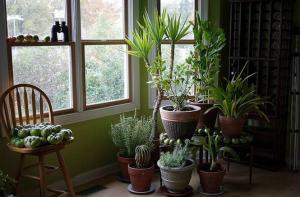 5 tropske sobne rastline, ki potrebujejo malo ali nič vzdrževanja