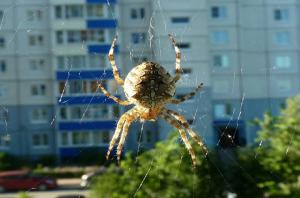 Zakaj ne dotikajte pajki, ki živijo v vašem domu.