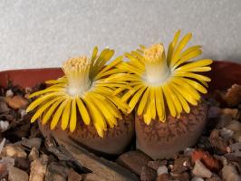 Lithops: skale ali rastline?