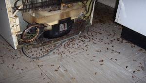 Kako uničiti ščurki v hiši za vedno