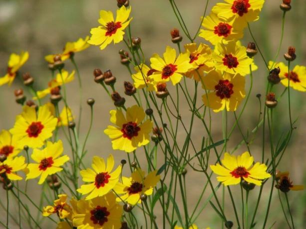 Coreopsis jedrnato različica: enostavna in okusna