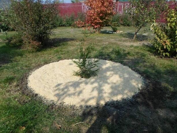 To je, kako zamulchirovat lahko posadili drevo ali grm z žagovino