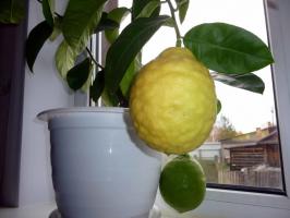 Izbira primeren dom za različne limon pravilno