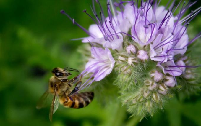 Foto Phacelia cvet vzete iz odprtih virov za ponazoritev