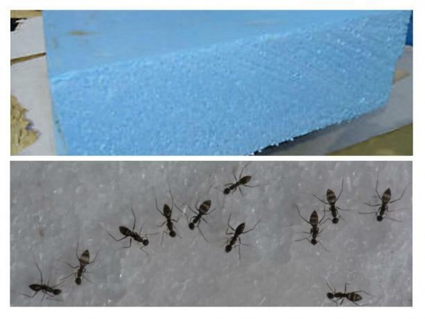 Mravlje, kot so glodalci, ne prezir pena