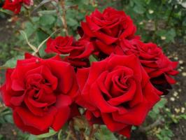 5 korakov skrbno pripravo vrtnic na vrtu na zimski mraz in v avgustu
