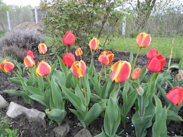 Ali vam je všeč dvobarvne tulipani?