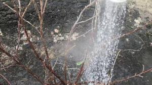 Zalivanje grmovnice na vrtu vrele vode ne bo pustil priložnost za škodljivce