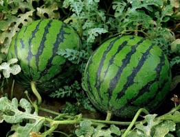 Melona polje v osrednjem: kako rastejo rdeče in sladke lubenice