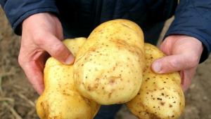 Kako dobim 5-7 kg krompirja iz grma.