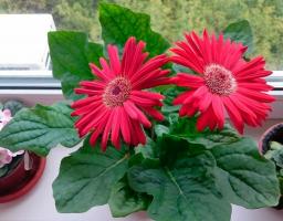 5 najboljše sobne rastline za svetlo sončno okno brez nepredvidljivih