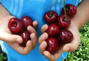 Cherry - najbolj debeloplodnih in hladno odporen sorte.